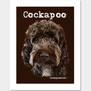 Chocolate Brown  Cockapoo / Spoodle and Doodle Dog Posters and Art